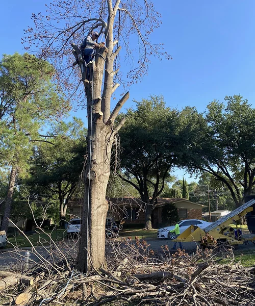 Tree Removal in Pantego 